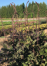 Actaea ramosa 'Atropurpurea'